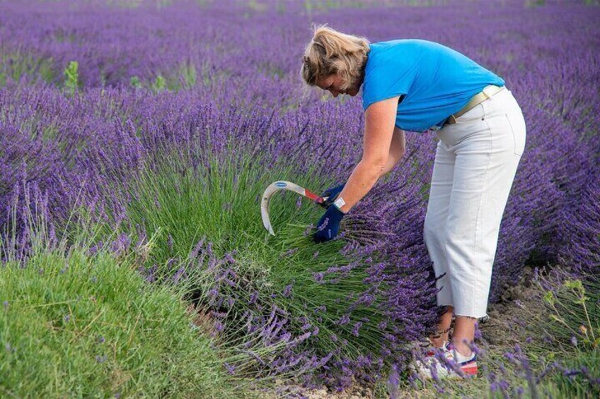 Traditional picking of lavender with a pruning knife