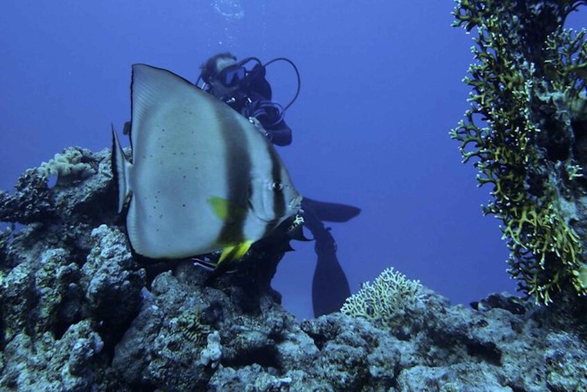 Picture 4 for Activity From Sharm or Dahab: Blue Hole & Canyon Sea Dive Experience