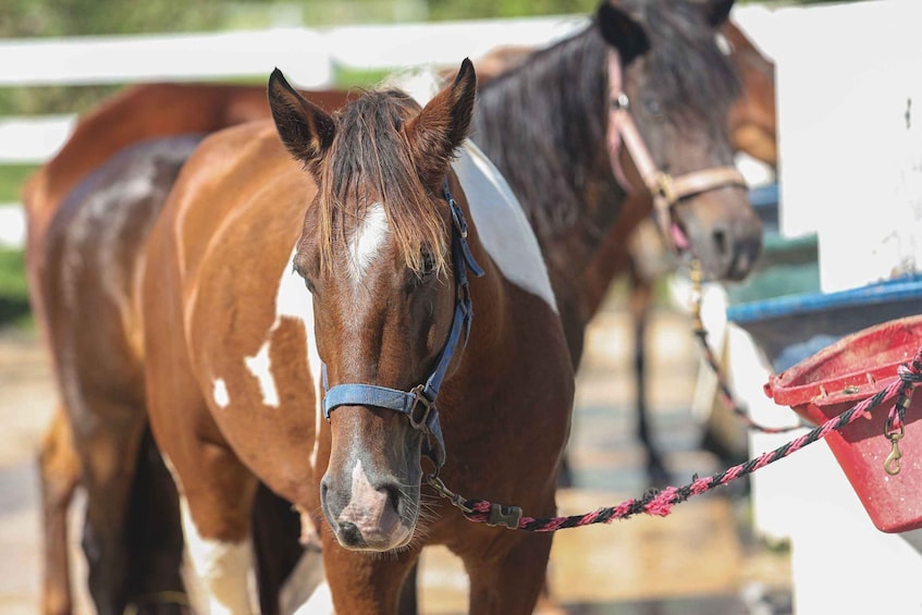 Picture 3 for Activity From Carolina: Horse Riding at a Private Ranch