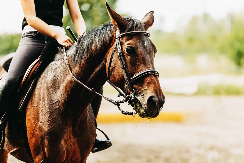 Picture 3 for Activity From Carolina: Horse Riding at a Private Ranch