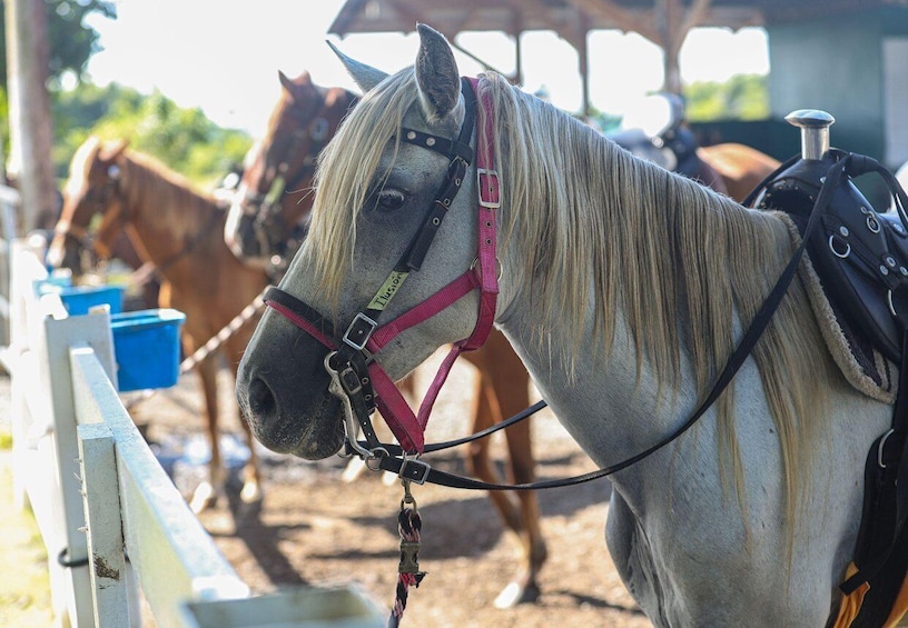 Picture 4 for Activity From Carolina: Horse Riding at a Private Ranch
