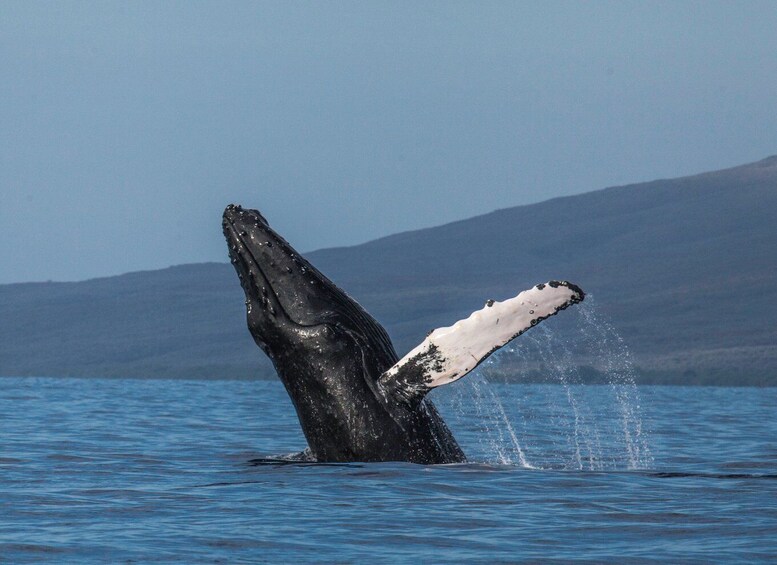 Picture 1 for Activity Maui: Deluxe Whale Watch Sail & Lunch from Ma`alaea Harbor