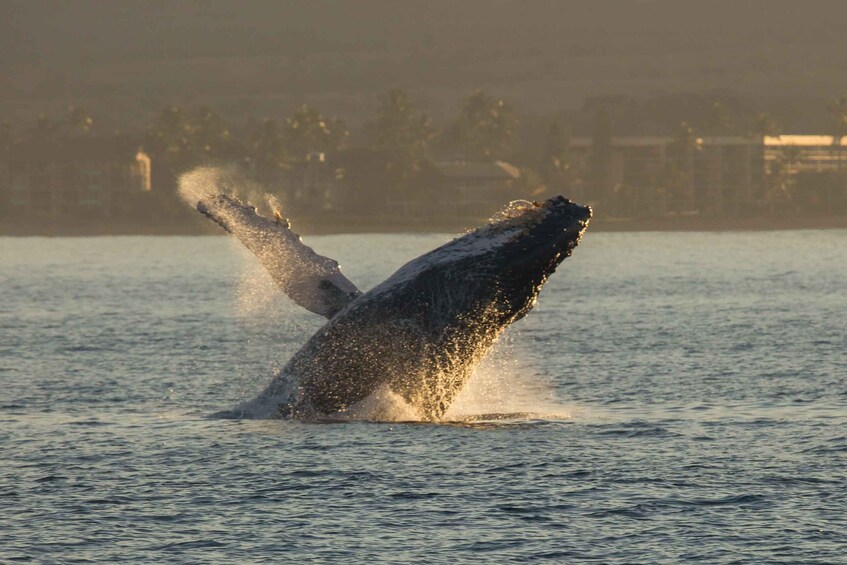 Picture 3 for Activity Maui: Deluxe Whale Watch Sail & Lunch from Ma`alaea Harbor