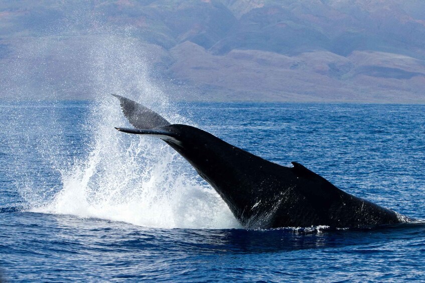 Picture 4 for Activity Maui: Deluxe Whale Watch Sail & Lunch from Ma`alaea Harbor