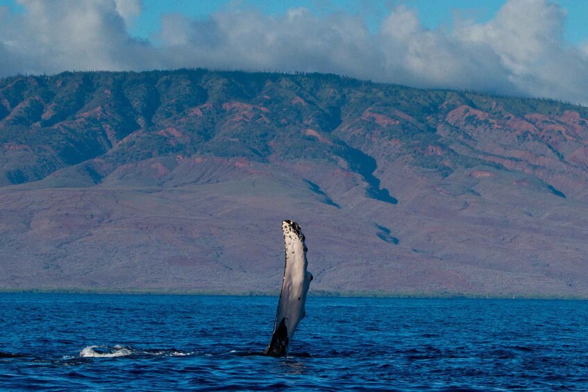 Picture 2 for Activity Maui: Deluxe Whale Watch Sail & Lunch from Ma`alaea Harbor