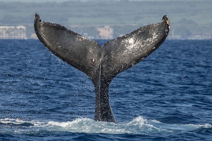 Maui: Deluxe Whale Watch Sail & Lunch from Ma`alaea Harbour