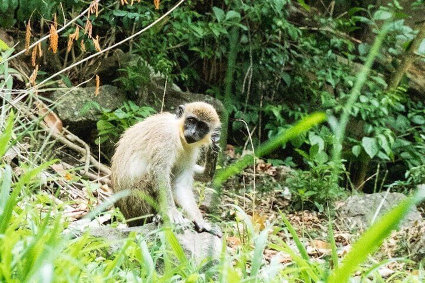 Your little monkey may get a sighting of one of ours! (But don't worry, they do not enter the kids park!)
