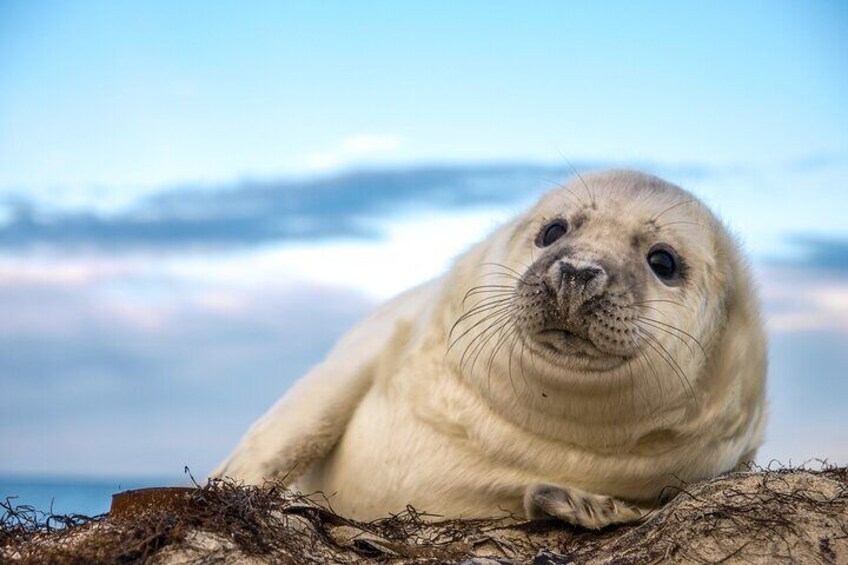 90 Minute Seal Watching Tour from Wickford