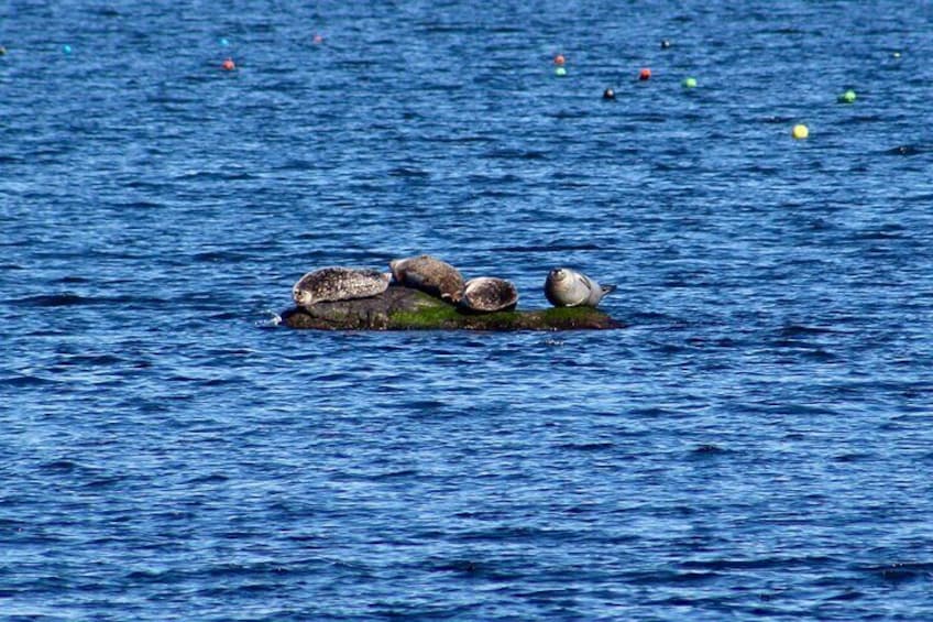 75 Minute Seal Watching Tour from Wickford