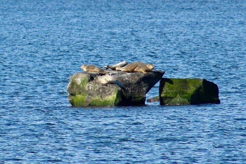 75 Minute Seal Watching Tour from Wickford