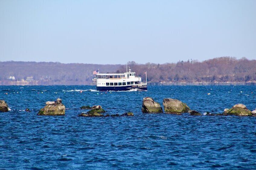 Coastal Queen viewing Seals in Wickford