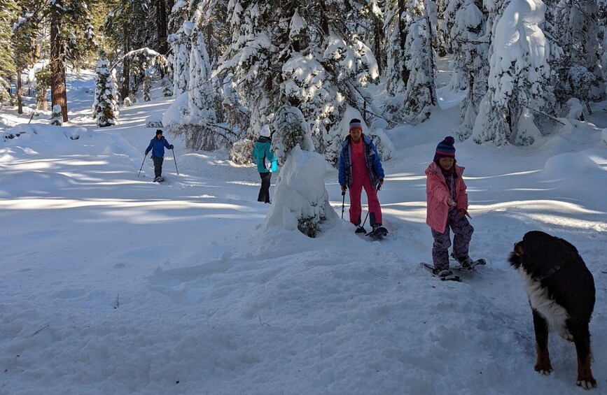 Picture 6 for Activity Beginner and Family Snowshoe Tour