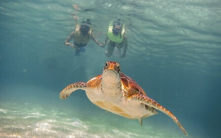 Riviera Maya: Tur Penyu dan Tur Snorkeling Cenote
