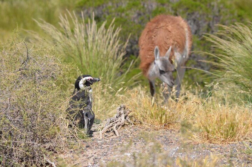Patagonian steppe