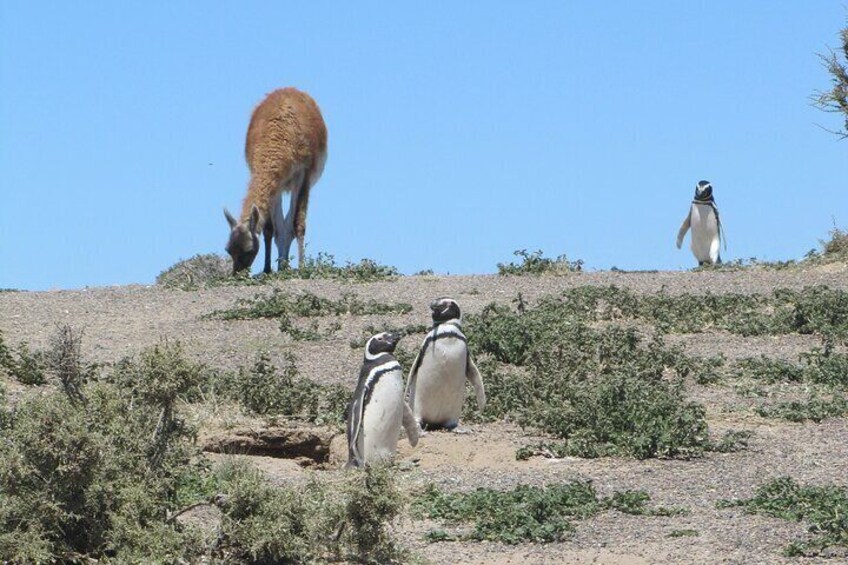 Penguins and Guanacos (Lama guanicoe), a typical Patagonian postcard