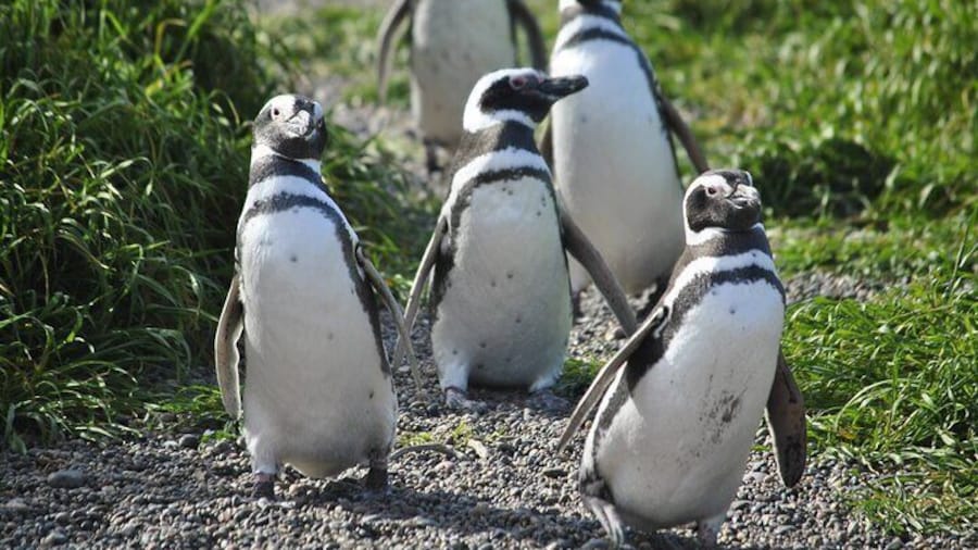 Enjoy the Magellanic Penguin Rookery with us!
