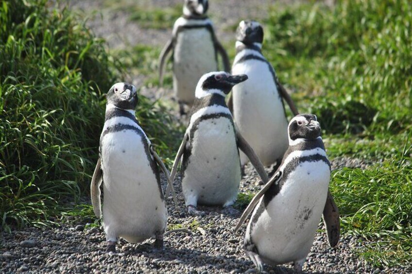 Enjoy the Magellanic Penguin Rookery with us!