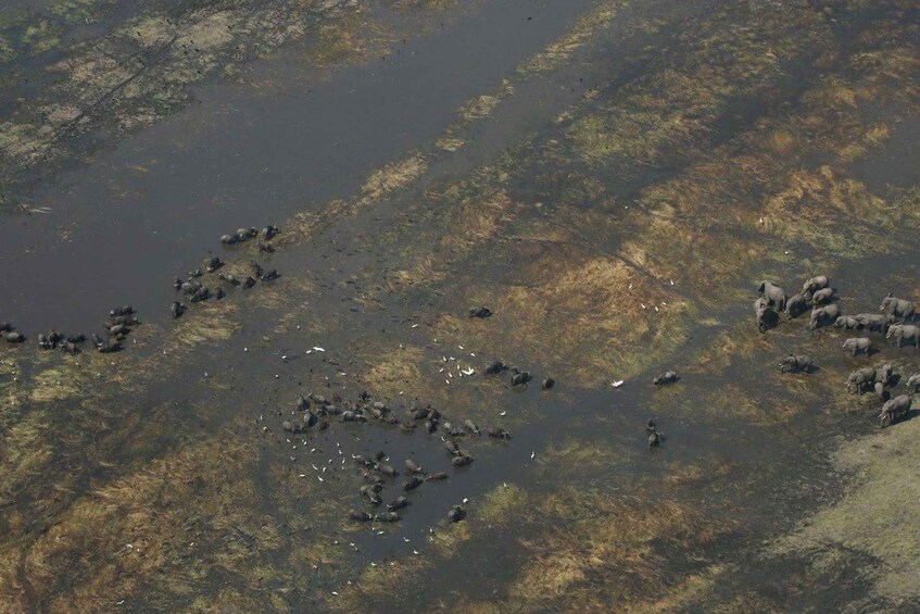 Picture 2 for Activity From Kasane: Helicopter Safari Flight (Chobe National Park)