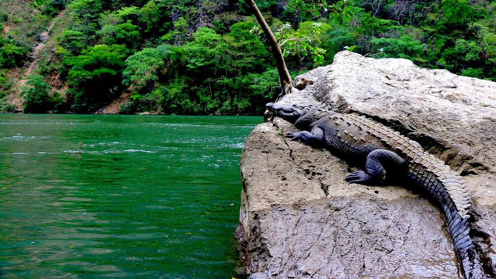 Crocodile on a rock at Lagos de Montebello