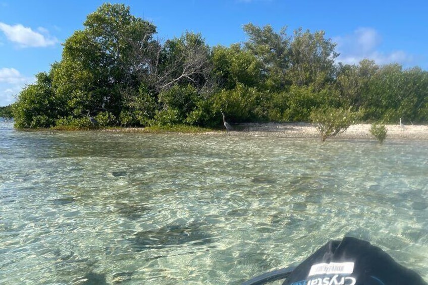 Clear Kayak Mangrove Safari in Grand Turk
