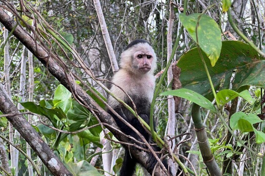 Panamá Boat Tour and wildlife in the Panama Canal