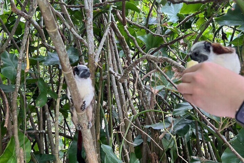 Panamá Boat Tour and wildlife in the Panama Canal