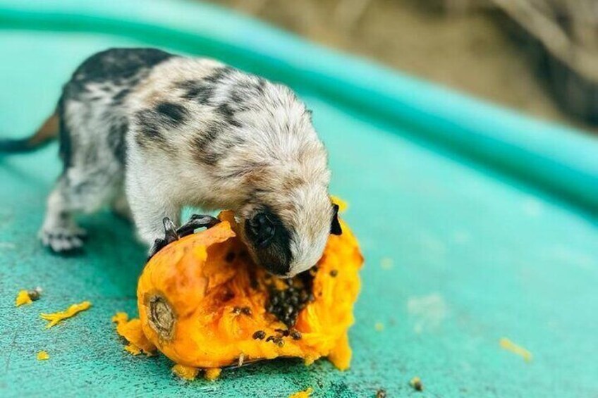 Boat Tour and wildlife in the Panama Canal