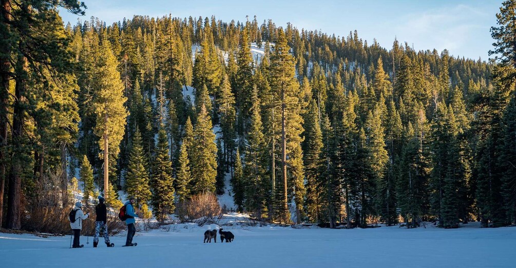 Picture 4 for Activity Sunset Snowshoe Guided Hike