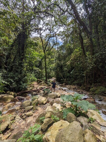 Picture 4 for Activity Medellín: Jungle Hike in El Salado with Waterfall