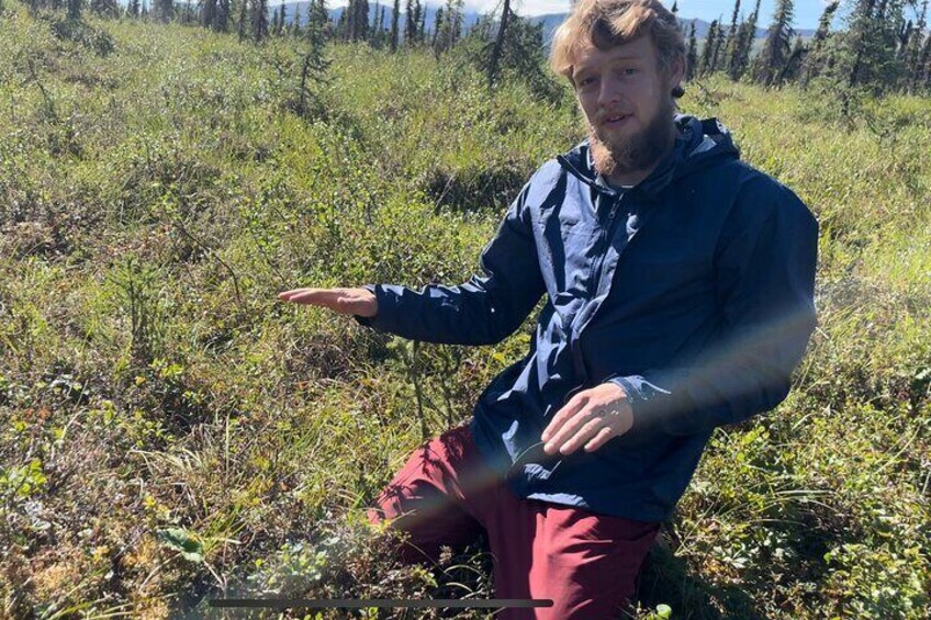 Half Day Denali Survival Hike and Workshop