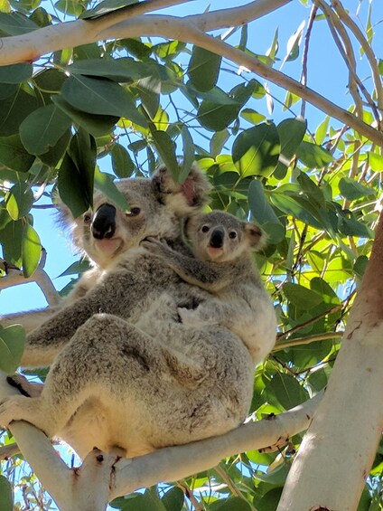 Picture 4 for Activity Magnetic Island: Behind the Scenes Tour