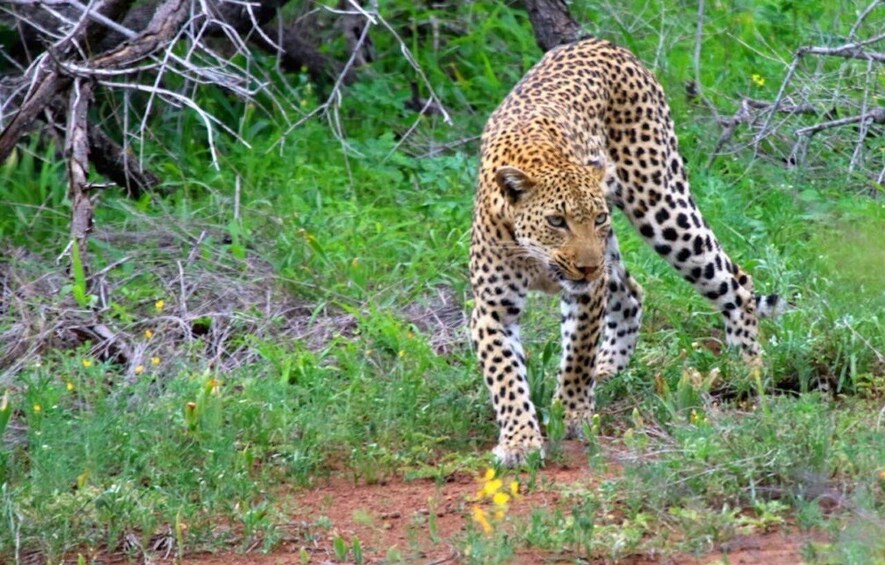 Picture 6 for Activity Chobe National Park: 3-Hour Game Drive