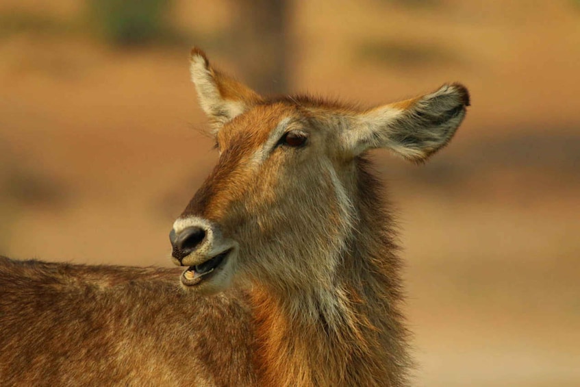 Picture 23 for Activity Chobe National Park: 3-Hour Game Drive