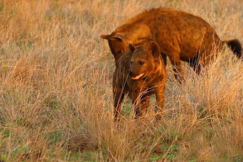 Picture 25 for Activity Chobe National Park: 3-Hour Game Drive