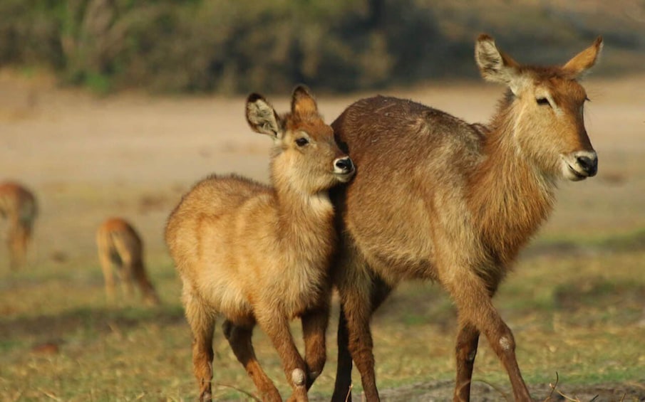 Picture 8 for Activity Chobe National Park: 3-Hour Game Drive