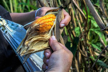 Desde Mérida: Excursión Agrícola, Cenote y Pirámides de Ek Balam