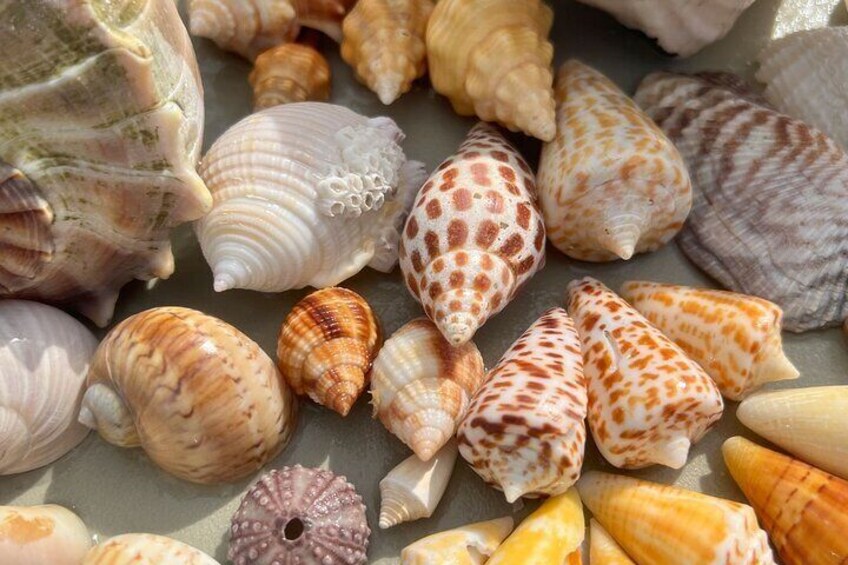 Private 2.5hr Barrier Island Shelling Tour