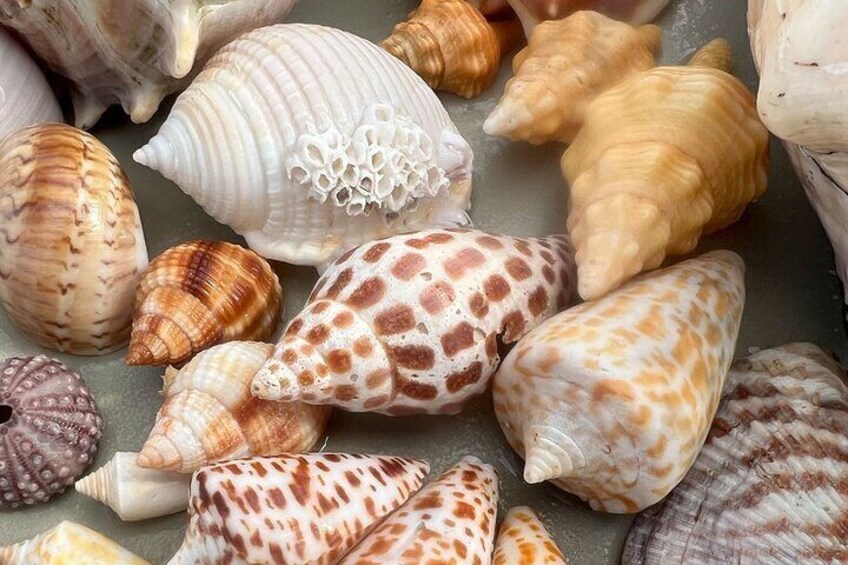 Private 2.5hr Barrier Island Shelling Tour