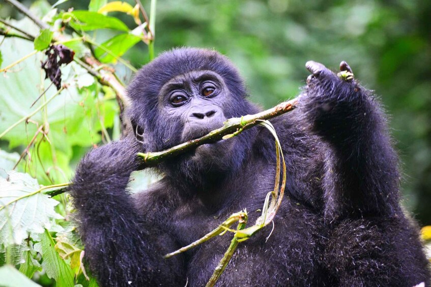 Picture 7 for Activity Rwanda: 7-Day Gorillas, Chimps, Big 5, and Big Cats Tour