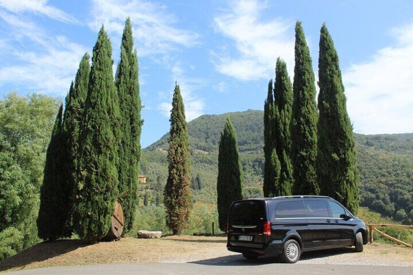 Tasting in a Tuscan Vineyard from Pisa with Transfer