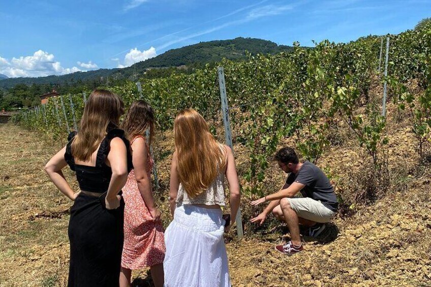 Tasting in a Tuscan Vineyard from Pisa with Transfer