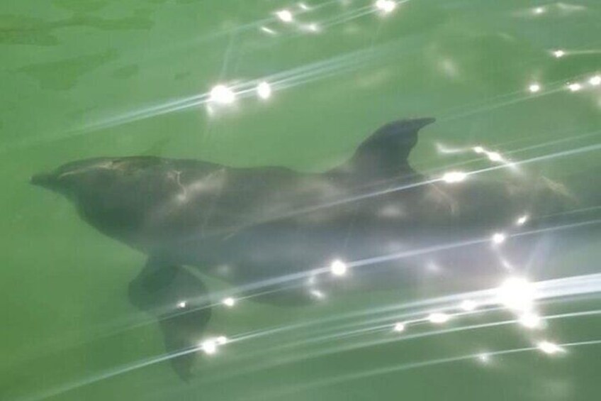 Private Island Paradise Dolphin, Shelling, Birding Eco Boat Tour