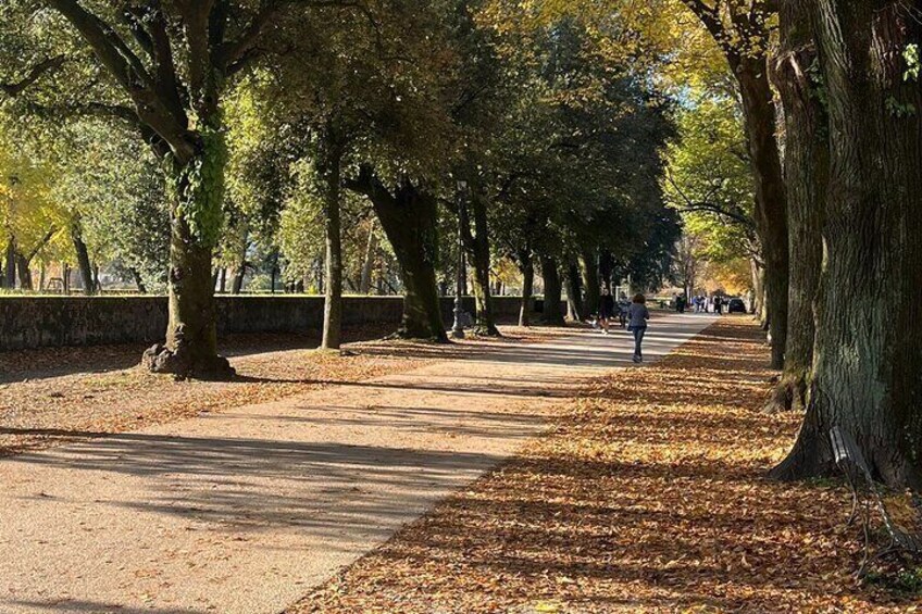 Lucca City Tour and Pisa Tower with WineTasting from Livorno Port