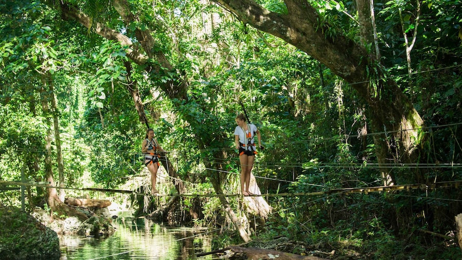 Bridges of Eden: 2-Hour Rainforest Walk, Swim, & Zip Line
