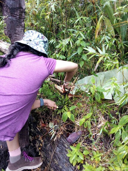 Experience Banana Cultivation in the Hawaiian Rainforest
