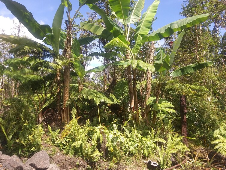 Experience Banana Cultivation in the Hawaiian Rainforest