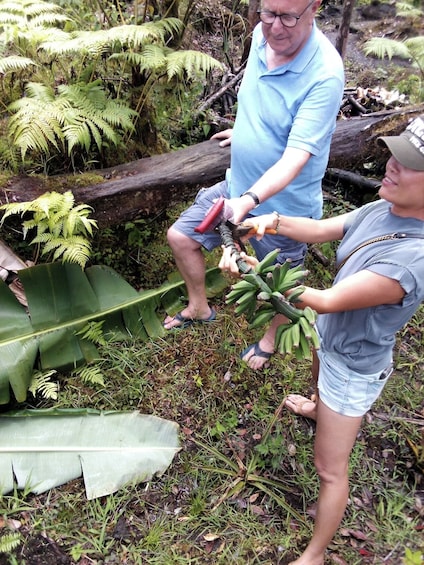 Experience Banana Cultivation in the Hawaiian Rainforest