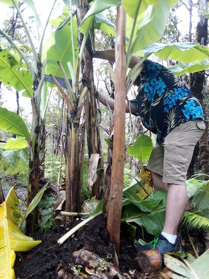 Experience Banana Cultivation in the Hawaiian Rainforest