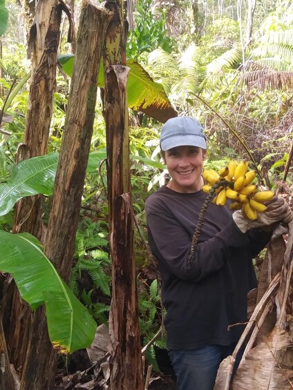 Experience Banana Cultivation in the Hawaiian Rainforest