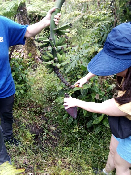 Experience Banana Cultivation in the Hawaiian Rainforest